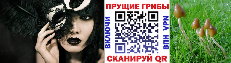 где найти наркотики  Чайковский  Псилоцибиновые грибы Psilocybe 